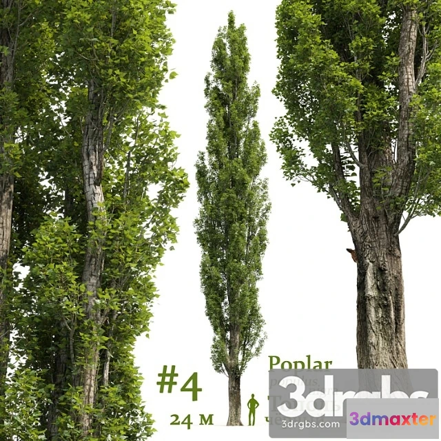 1011824 - Topol Poplar Populus 4