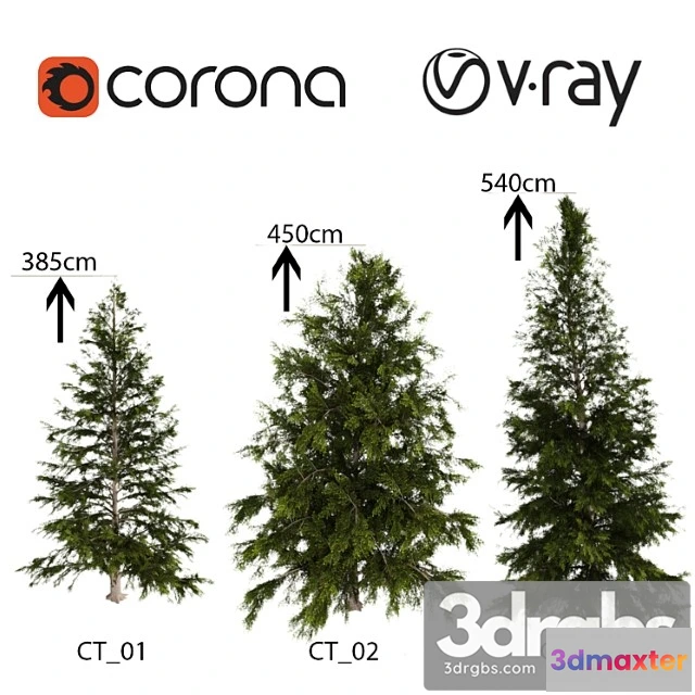 1011838 - Tsuga Heterophylla Tree