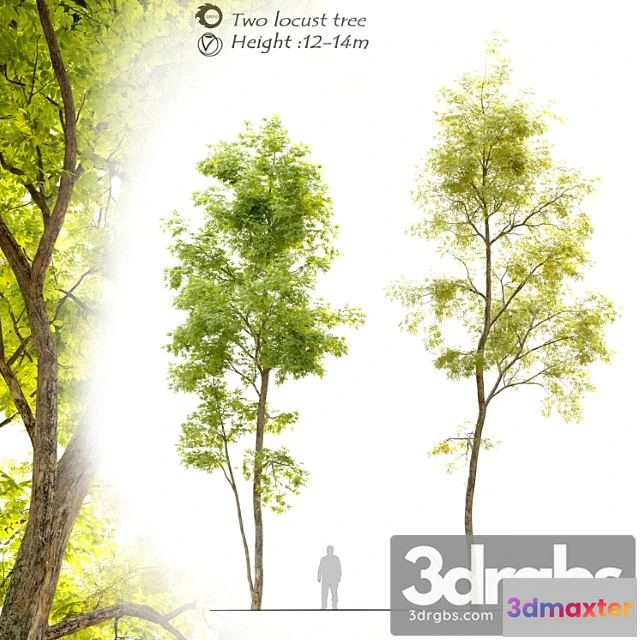 1011840 - Two Locust Tree