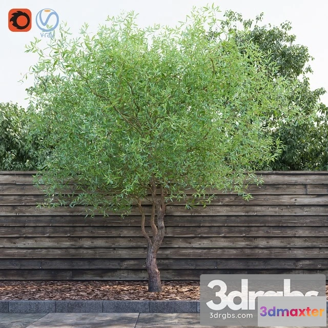 1011846 - Willow Matsudana Tortuoza