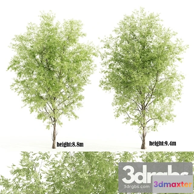 1064032 - 2 ashes tree