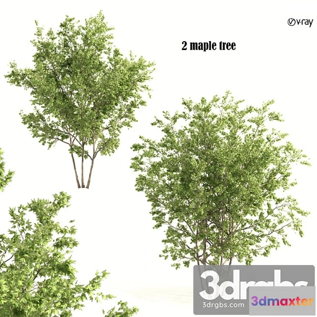 1064034 - 2 maple tree