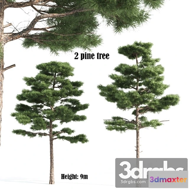 1064036 - 2 pine vray - No.2