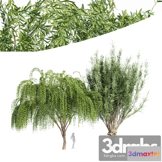 1064038 - 2tree-pollard willow weeping willow