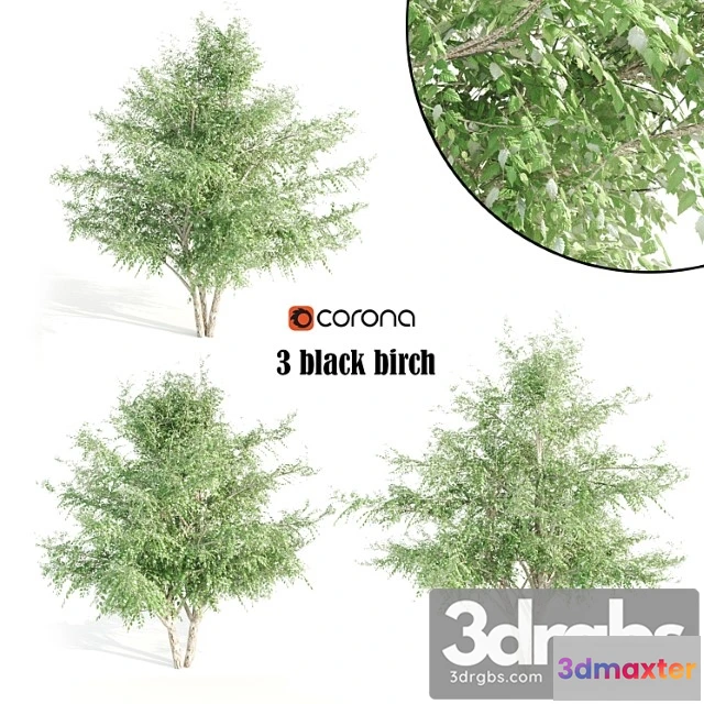1064040 - 3 black birch