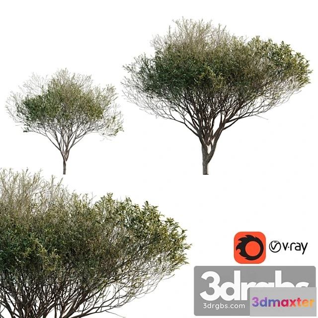 1064056 - Acacia tortilis (vachellia tortilis)