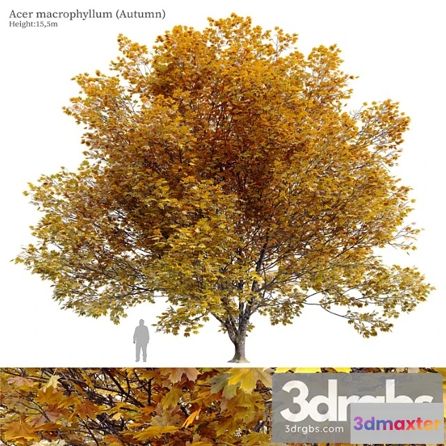 1064066 - Acer macrophyllum (autumn)