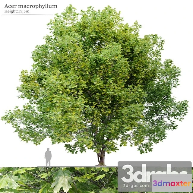 1064068 - Acer macrophyllum