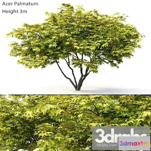 1064070 - Acer palmatum