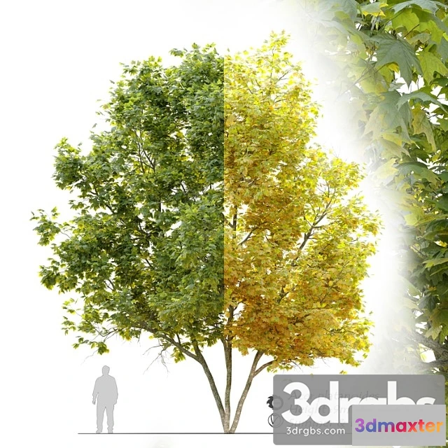 1064072 - Acer platanoides (norway maple)