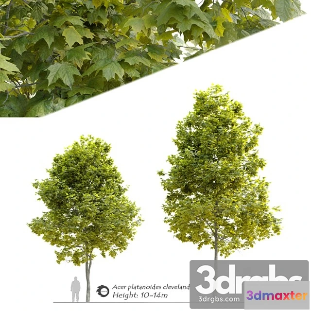 1064076 - Acer platanoides cleveland