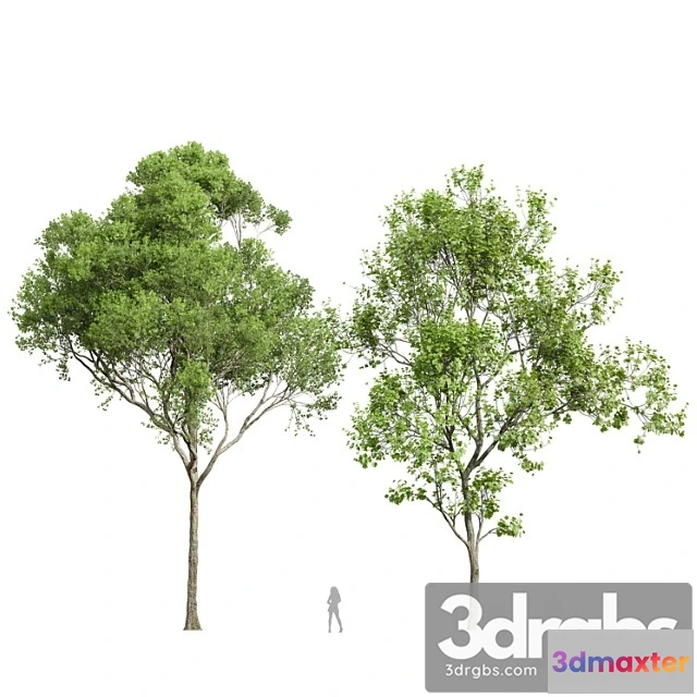 1064078 - Acer pseudoplatanus and acer saccharinum-2 spring trees