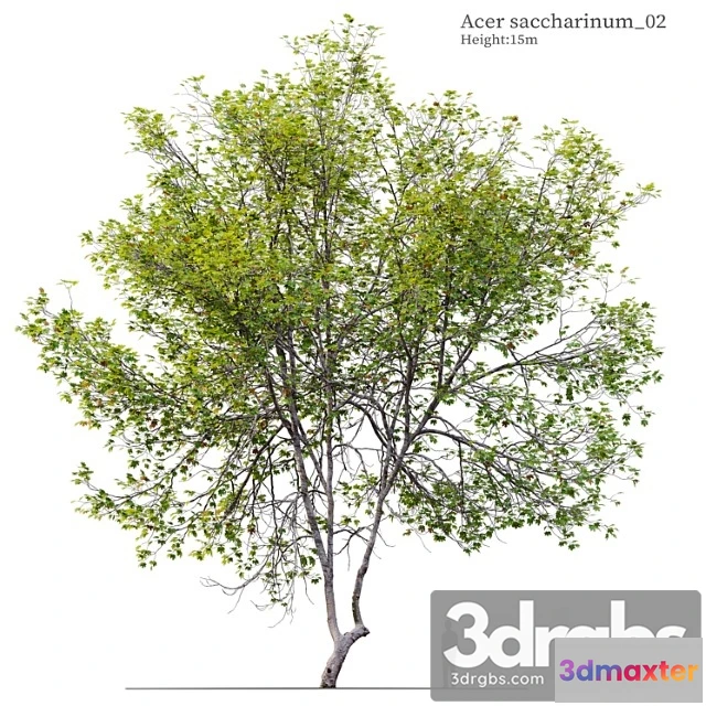 1064080 - Acer saccharinum 02