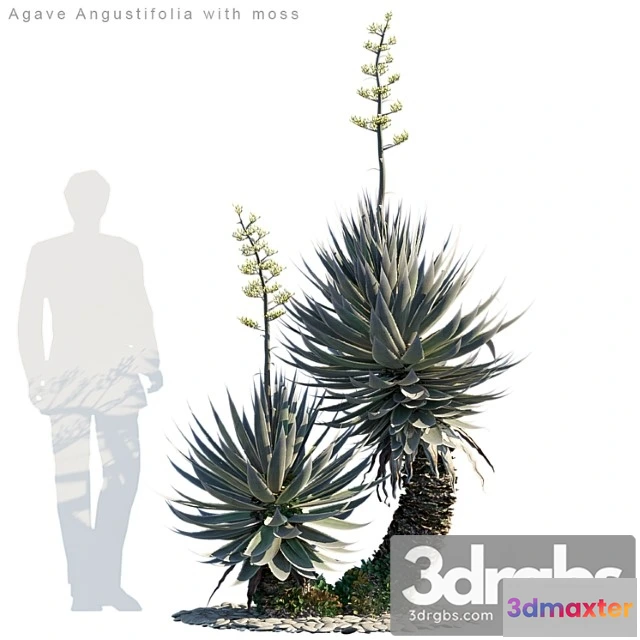 1064094 - Agave angustifolia with moss