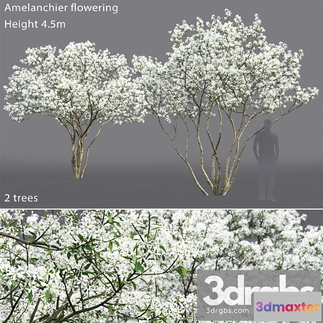 1064104 - Amelanchier - No.3