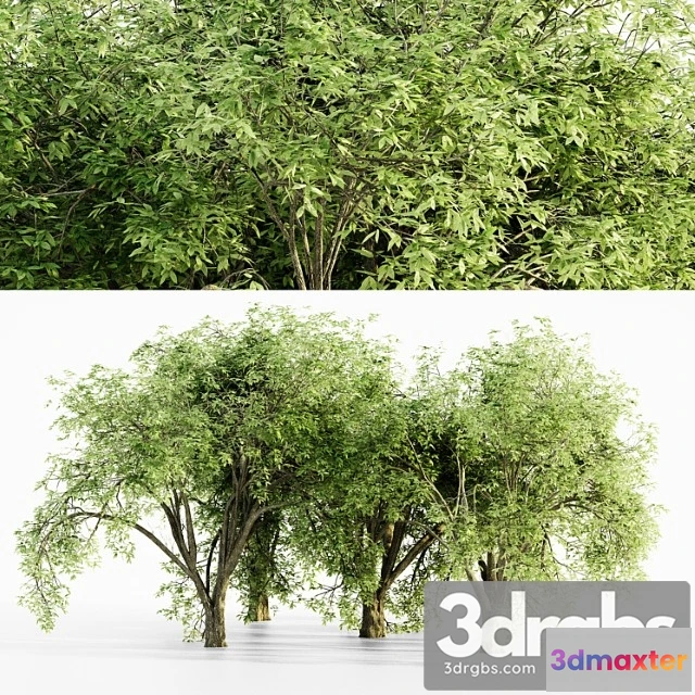 1064108 - American elm tree