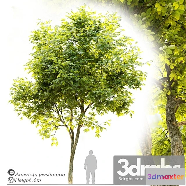 1064110 - American persimmon (diospyros virginiana)