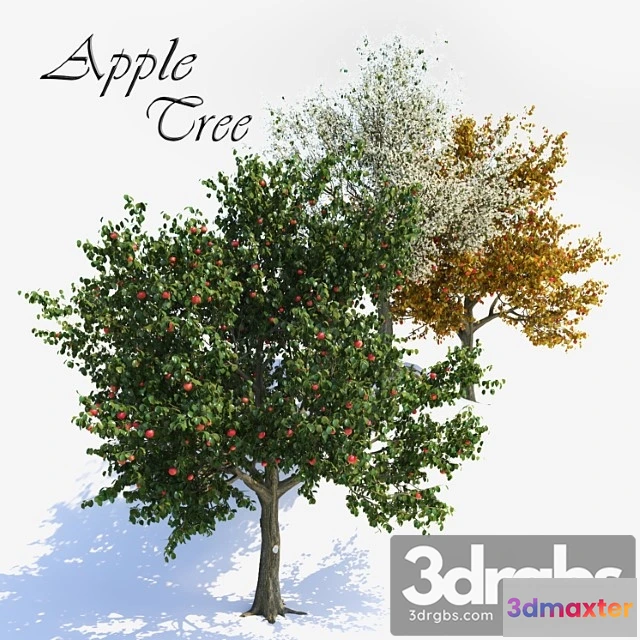 1064112 - Apple tree 1