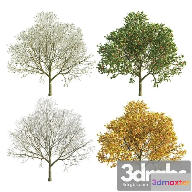 1064114 - Apple tree 2 seasons