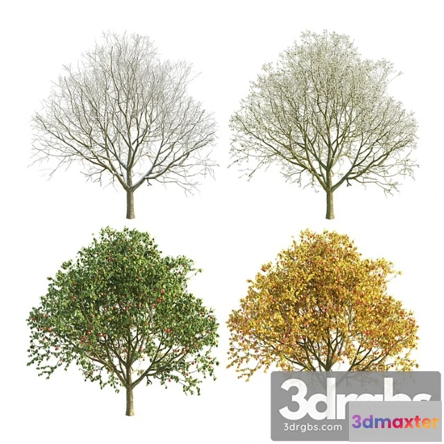 1064116 - Apple tree 3 season