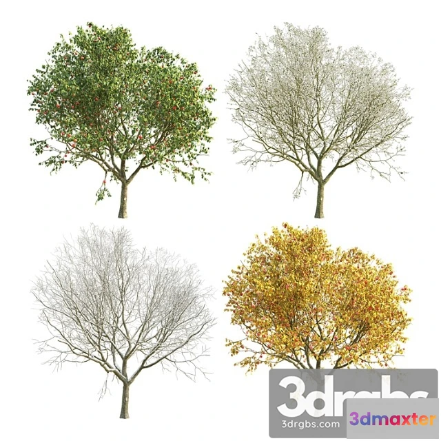 1064118 - Apple tree 4 seasons