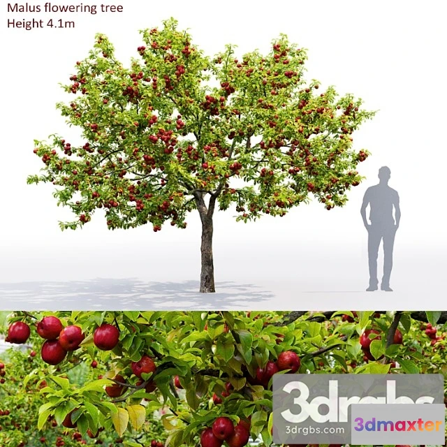 1064122 - Apple tree