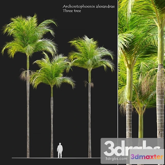 1064126 - Archontophoenix alexandrae