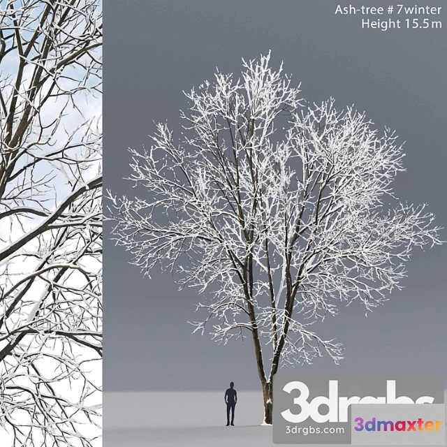 1064138 - Ash winter