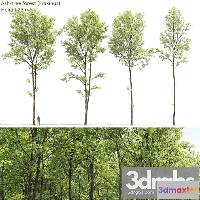 1064140 - Ash - No.2