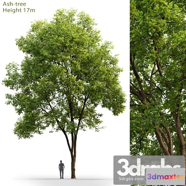 1064142 - Ash_1 - No.2