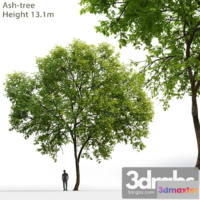 1064146 - Ash-tree