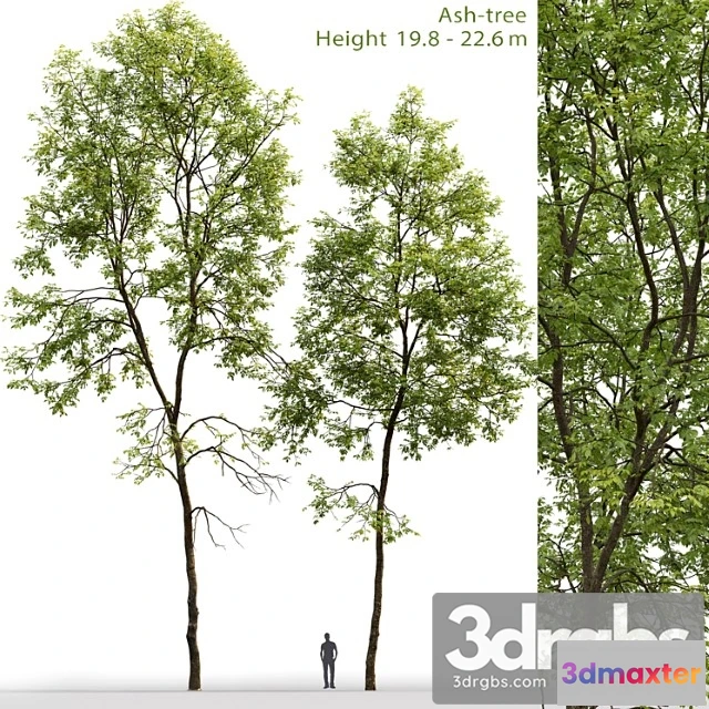 1064150 - Ash-tree _2