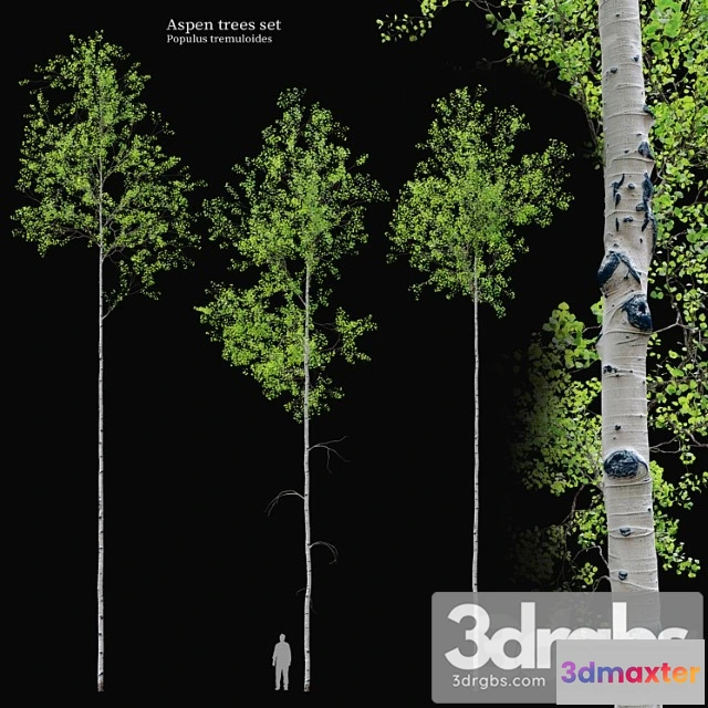 1064152 - Aspen tree set