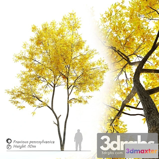 1064154 - Autumn ash (fraxinus pennsylvanica)