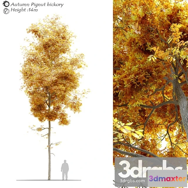 1064156 - Autumn carya glabra (pignut hickory)