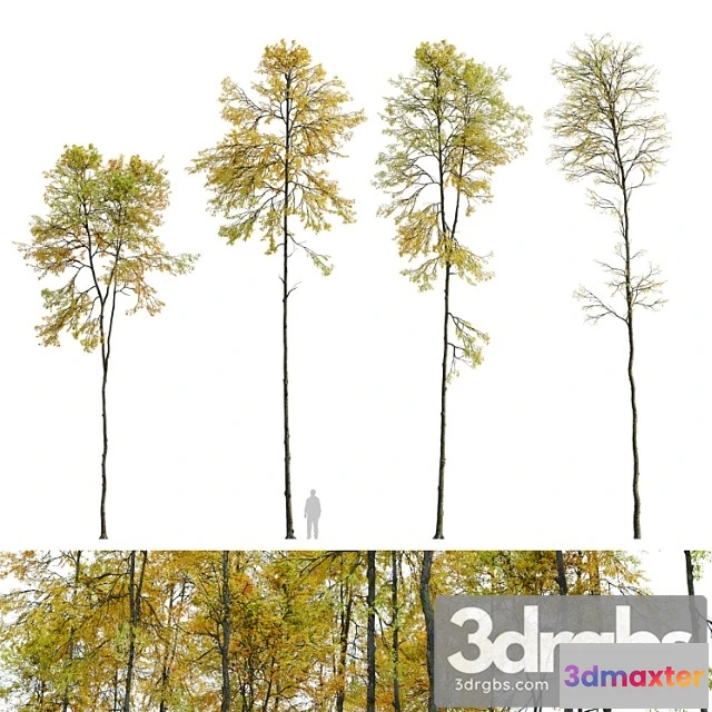 1064158 - Autumn forest trees - No.2