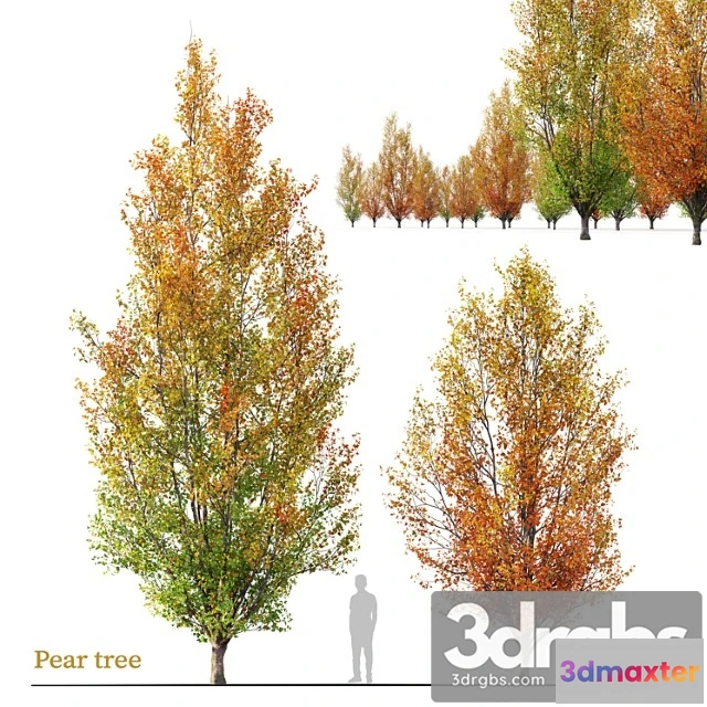 1064160 - Autumn pear tree 02