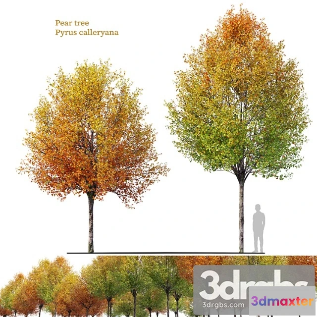 1064162 - Autumn pear tree