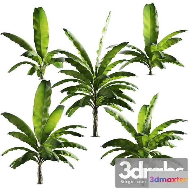 1064170 - Banana palm tree set of 5 models