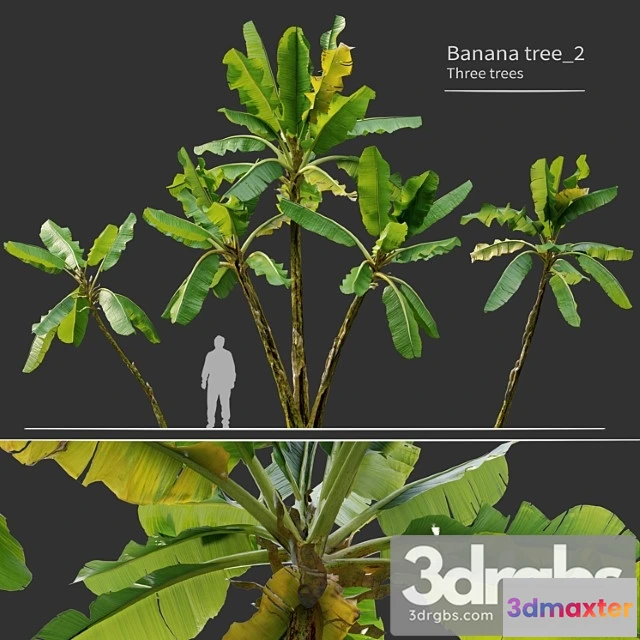 1064172 - Banana tree 02