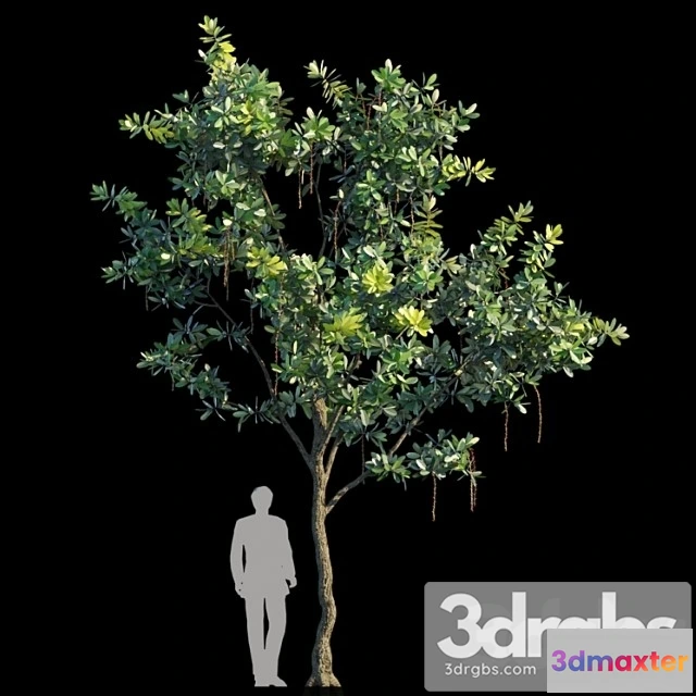 1064180 - Barringtonia acutangula var 2