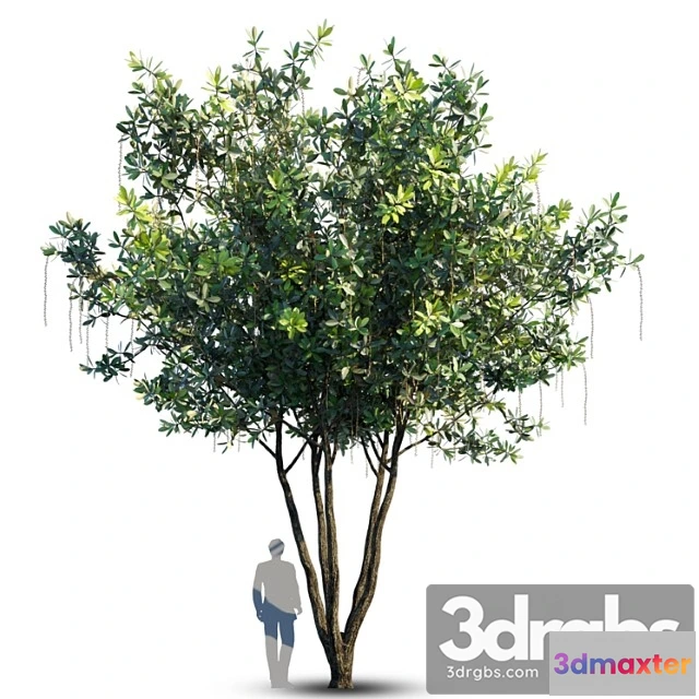 1064182 - Barringtonia acutangula var 4