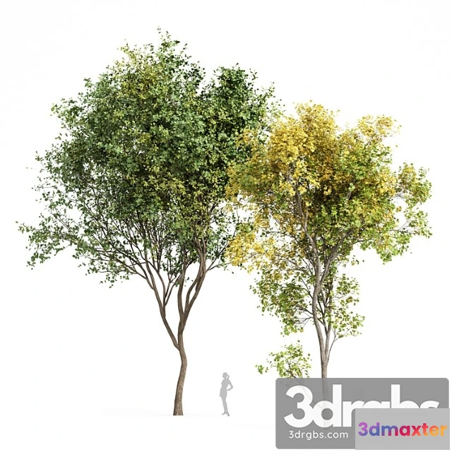 1064184 - Beautiful real tree acer saccharinum summer-fall and bush leaf