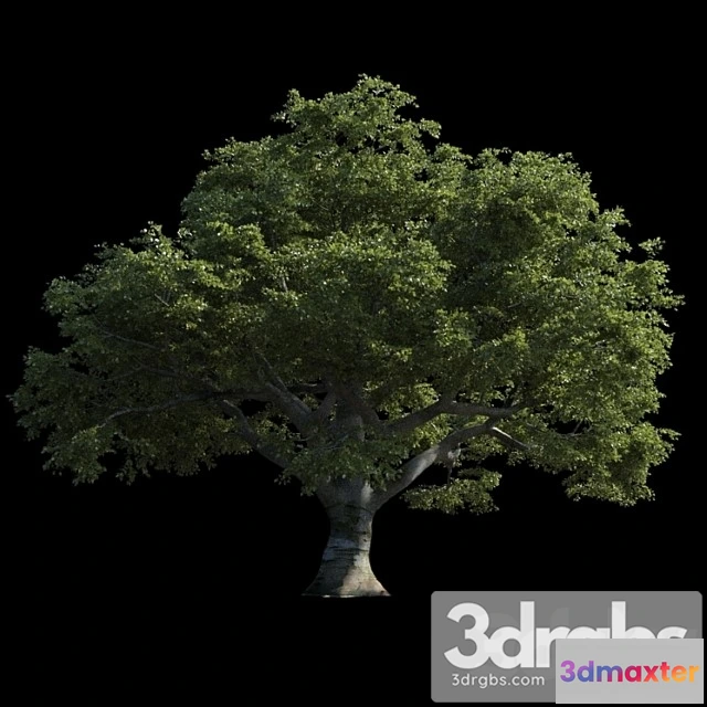 1064186 - Beech great razlog