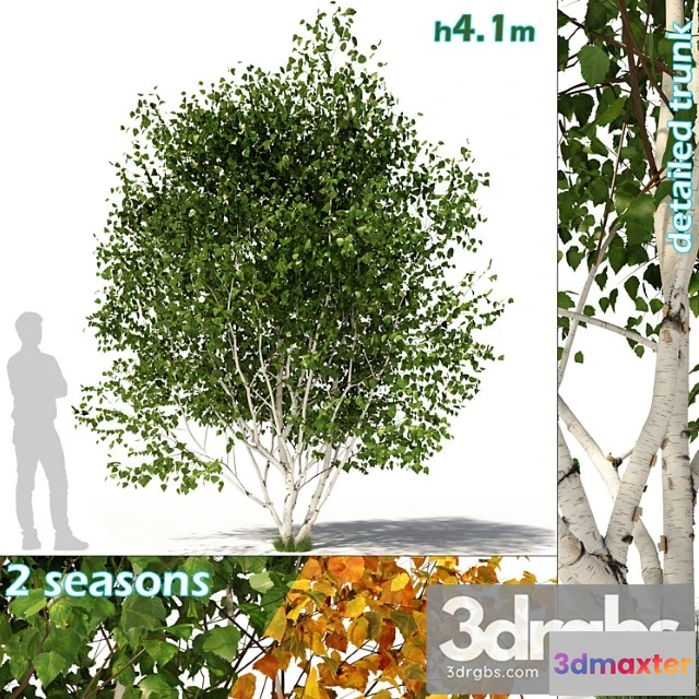 1064200 - Betula pendula multi stem v03