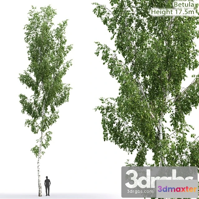 1064202 - Betula - No.2