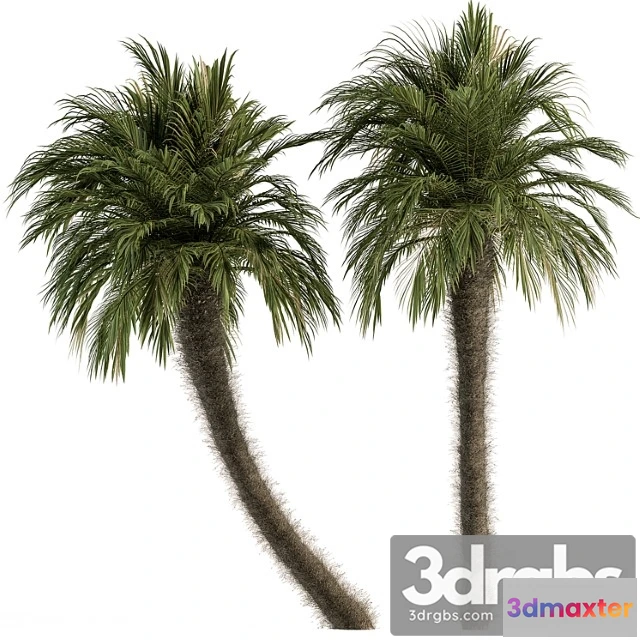 1064208 - Big palm date tree fluff bark - tree set 87