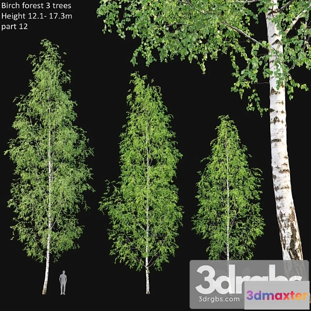 1064210 - Birch forest part 12