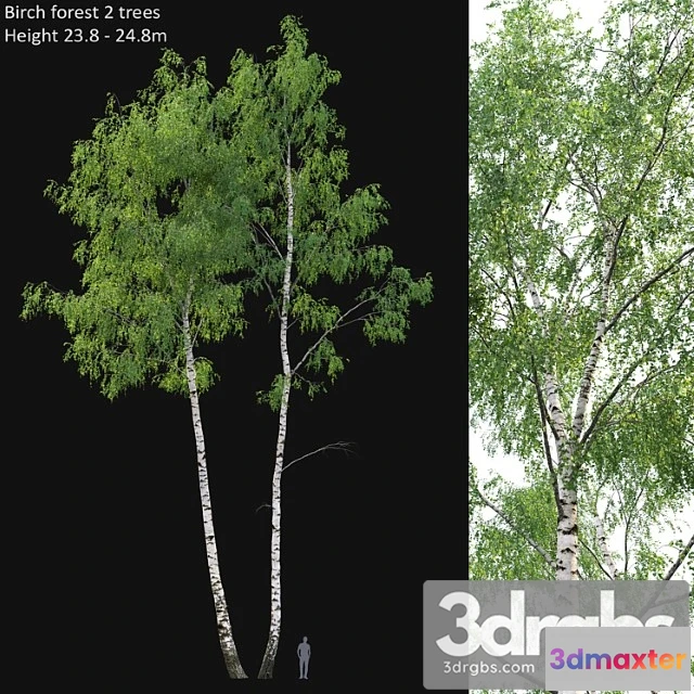 1064214 - Birch forest part 7 (23.8-24.8m)