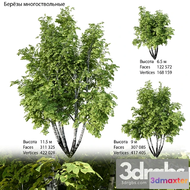 1064220 - Birch multi-stemmed